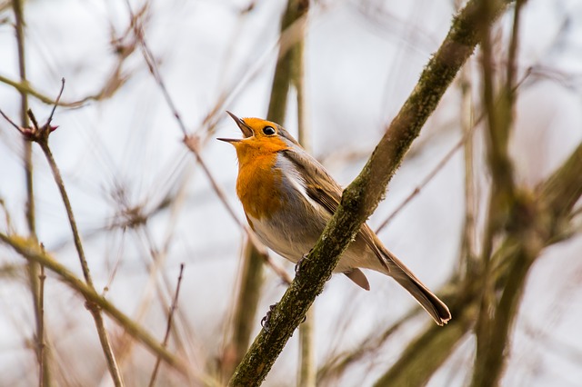 sing bird photo