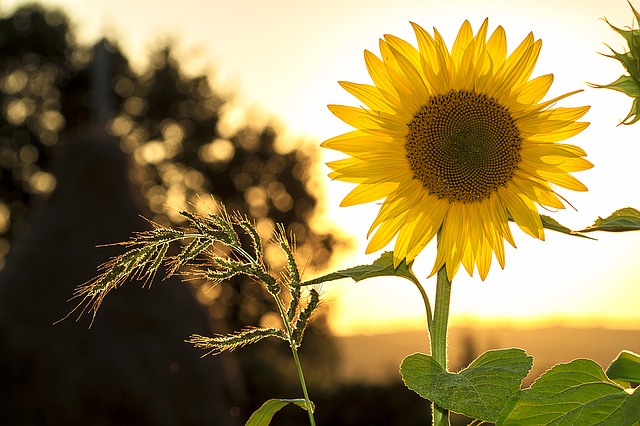 sunflower photo