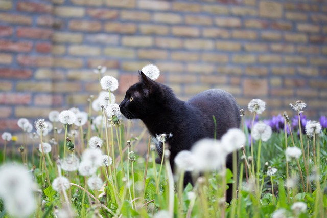 black cat photo