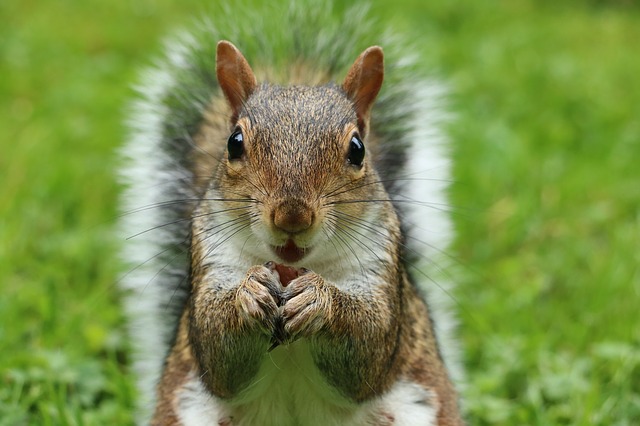 Squirrel photo