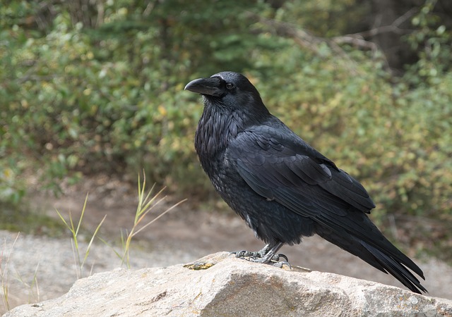 crow photo