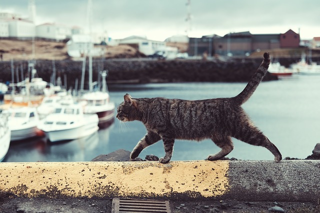 cat beach photo