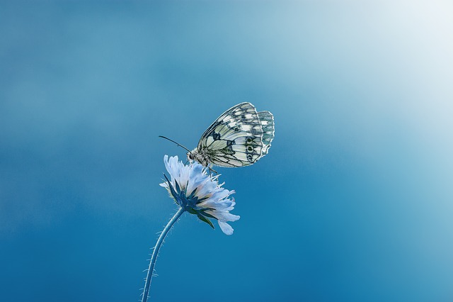 butterfly blue photo
