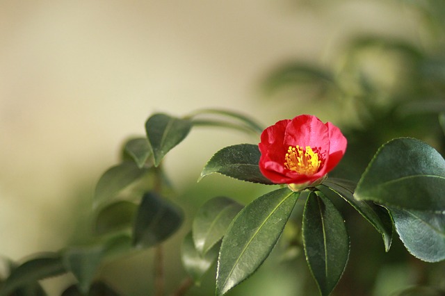 flowers red photo